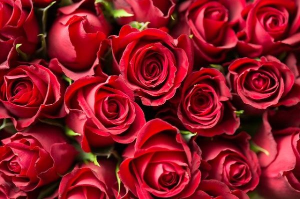 valentine's day red roses